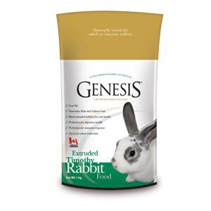 Genesis Rabbit Timothy